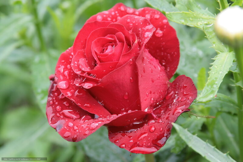 Red Rose with Water Droplets — Serene, Photograph, Green Leaves, Bud