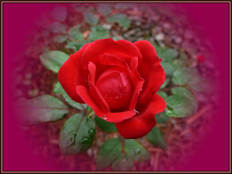 Red Rose with Water Droplets — Serene, Photograph, Green Leaves, Mulch