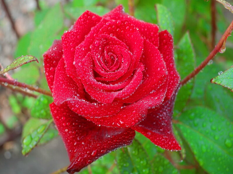 Red Rose with Water Droplets — Serene, Photograph, Green Leaves, Stem