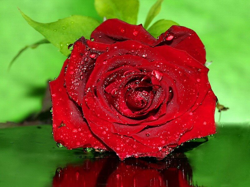 Red Rose with Water Droplets — Serene, Photograph, Green Leaves