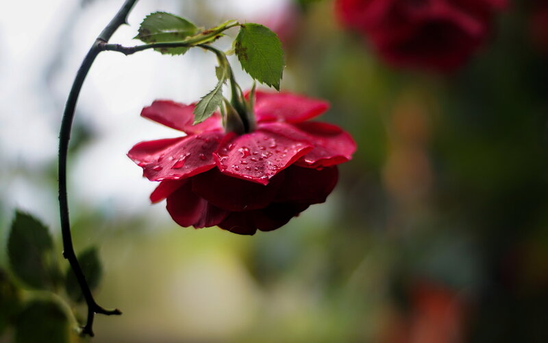 Red Rose with Water Droplets — Serene, Photograph, Leaf, Stem, Background Bloom