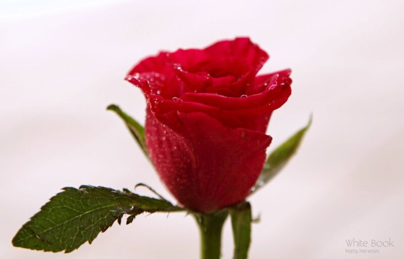 Red Rose with Water Droplets — Serene, Photograph, Leaf, Stem