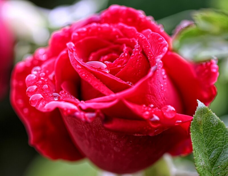 Red Rose with Water Droplets — Serene, Photograph, Leaf