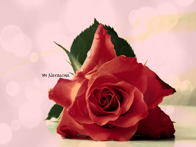 Red Rose with Water Droplets — Serene, Photograph, Leaf, Water Droplet