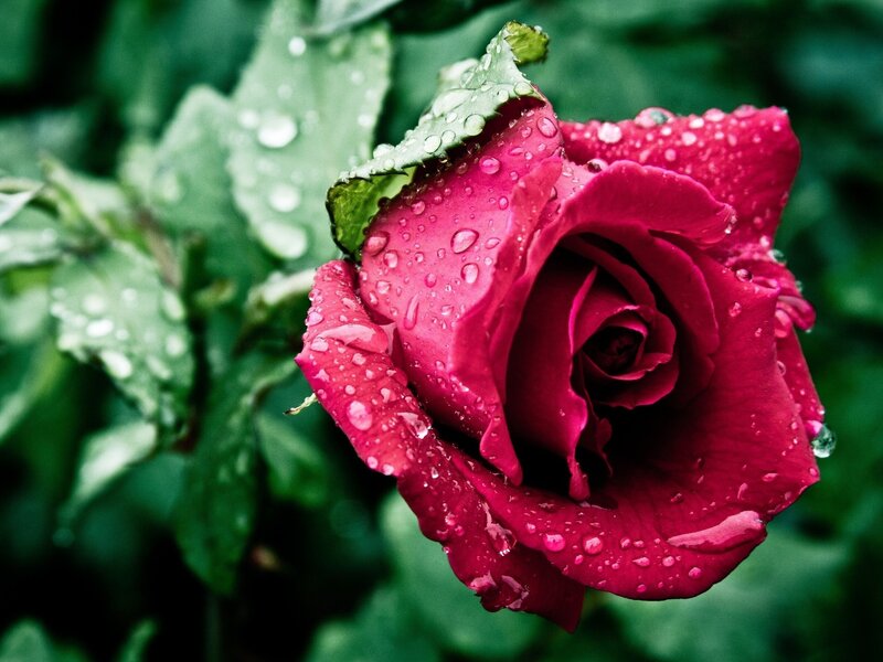 Red Rose with Water Droplets — Serene, Photograph, Leaf, Water Droplets
