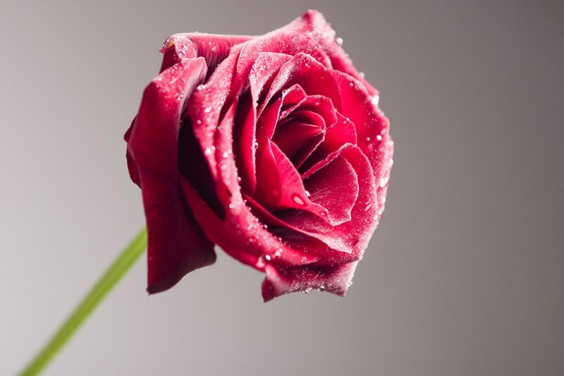Red Rose with Water Droplets — Serene, Photograph, Stem