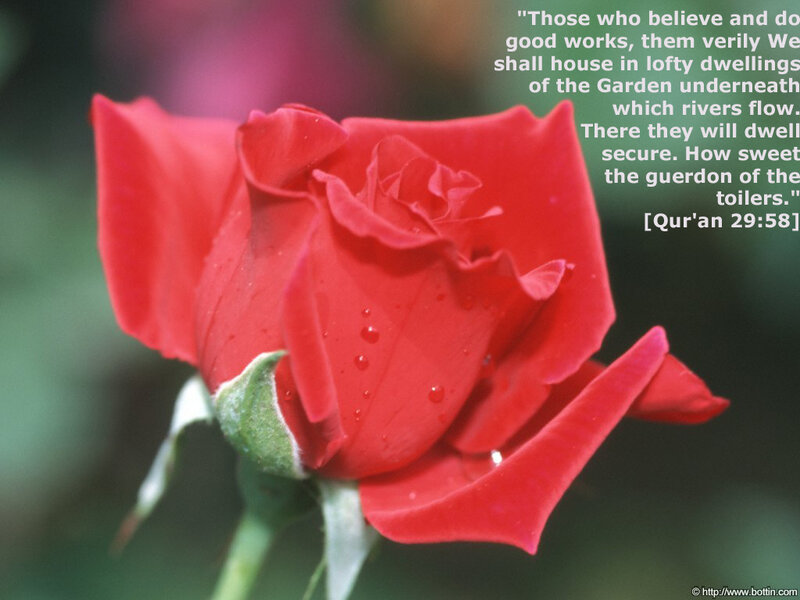 Red Rose with Water Droplets — Serene, Photograph