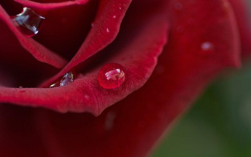 Red Rose with Water Droplets — Serene, Photograph, Water Droplet