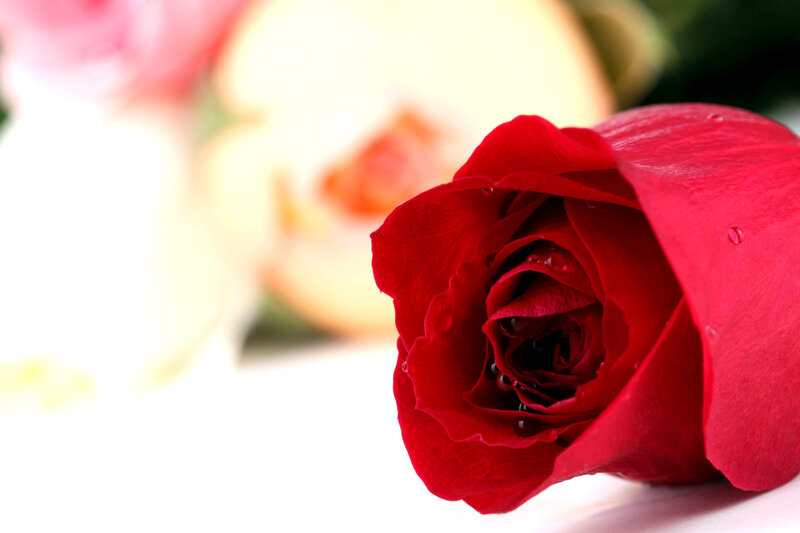 Red Rose with Water Droplets — Serene, Photograph, Water Droplets, Blurred Background