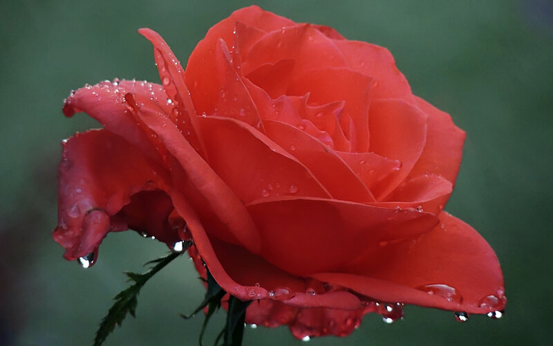 Red Rose with Water Droplets — Serene, Photograph, Water Droplets, Green Background, Stem
