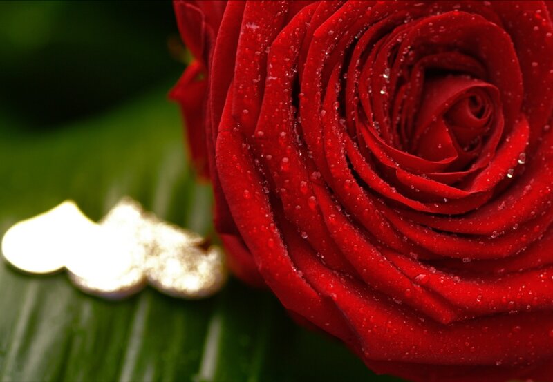 Red Rose with Water Droplets — Serene, Photograph, Water Droplets, Green Leaf