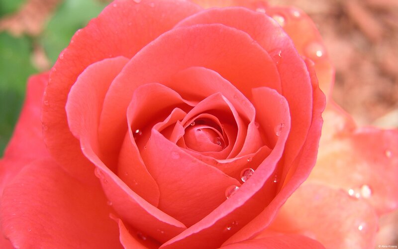 Red Rose with Water Droplets — Serene, Photograph, Water Droplets, Green Leaves, Soil