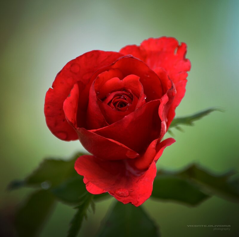Red Rose with Water Droplets — Serene, Photograph, Water Droplets, Green Leaves, Stem