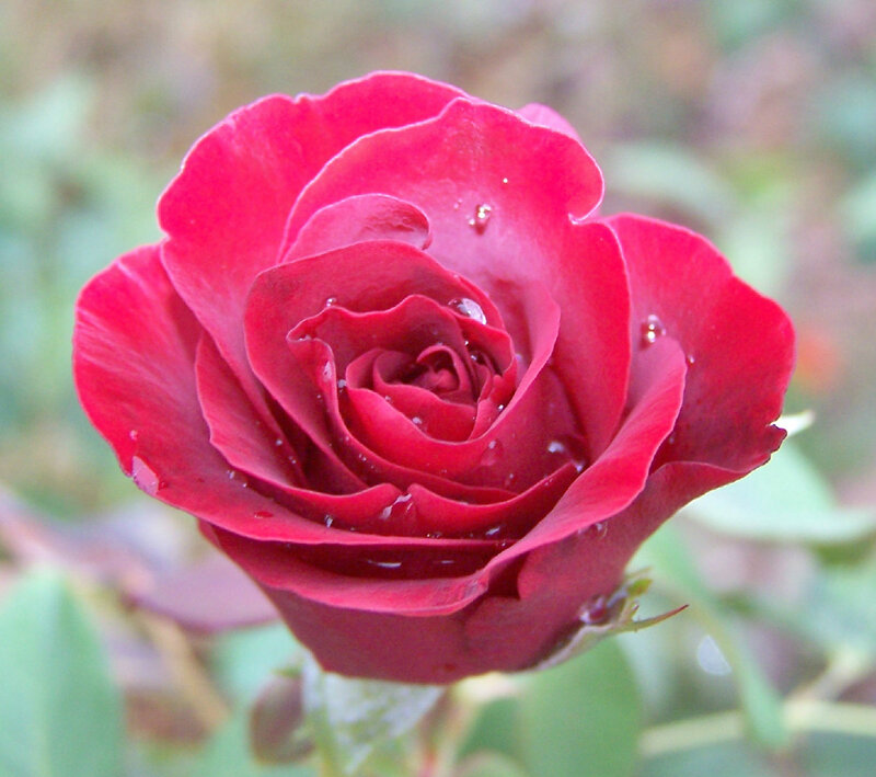 Red Rose with Water Droplets — Serene, Photograph, Water Droplets, Green Leaves