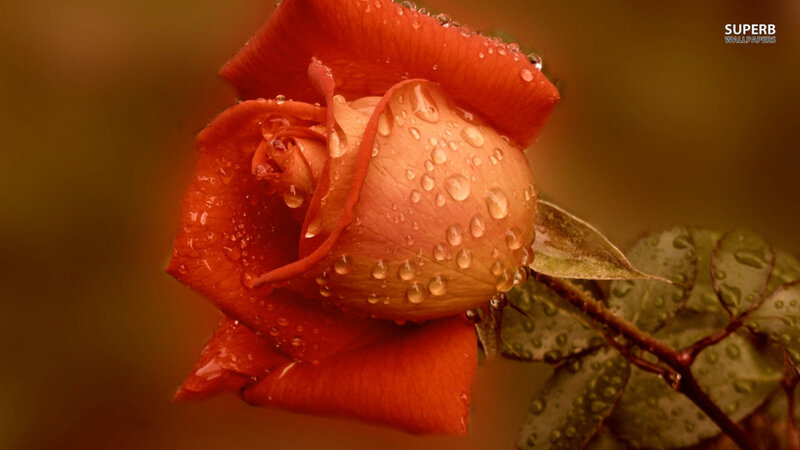 Red Rose with Water Droplets — Serene, Photograph, Water Droplets, Leaf