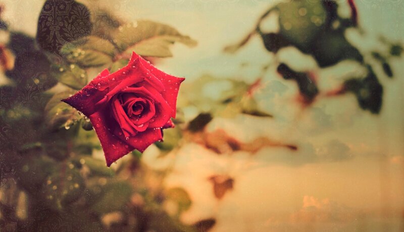 Red Rose with Water Droplets — Serene, Photograph, Water Droplets, Leaves, Background Pattern