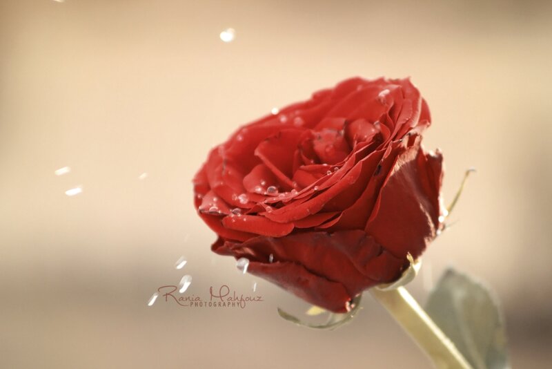 Red Rose with Water Droplets — Serene, Photograph, Water Droplets, Stem, Leaf