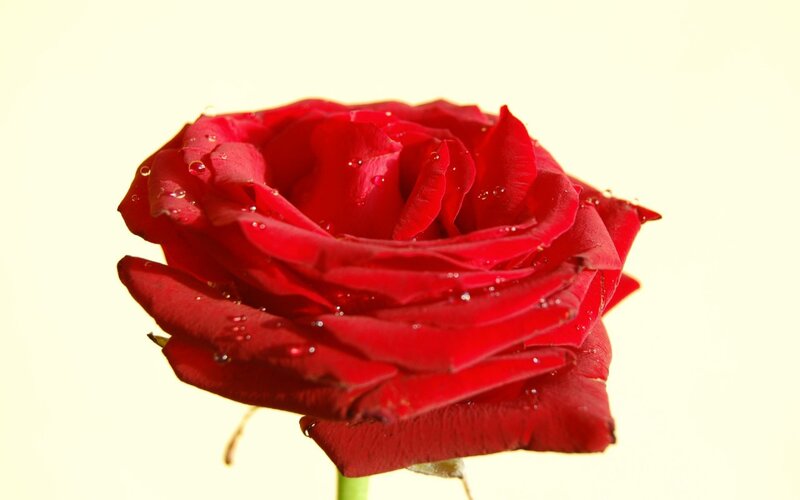 Red Rose with Water Droplets — Serene, Photograph, Water Droplets, Stem