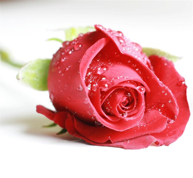 Red Rose with Water Droplets — Serene, Photograph, Water Droplets