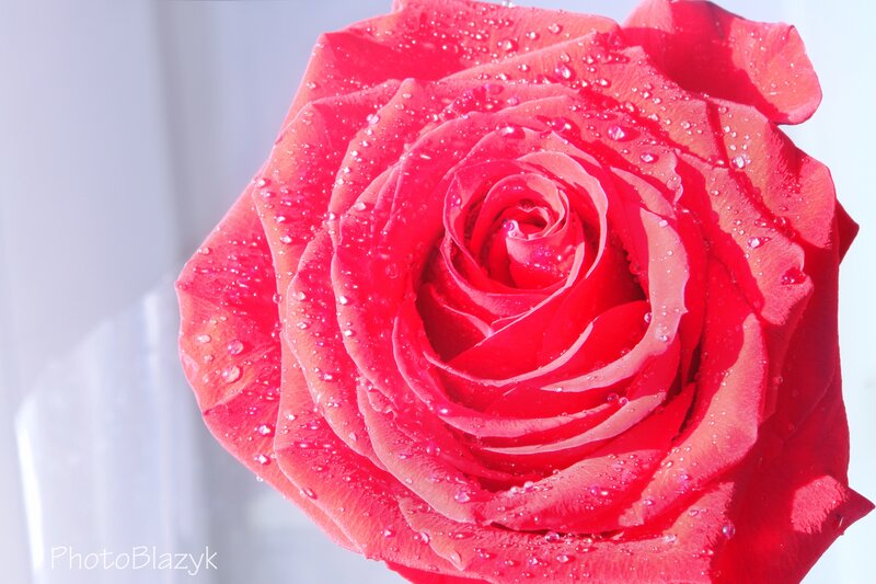 Red Rose with Water Droplets — Serene, Photograph, Water Droplets, Vase