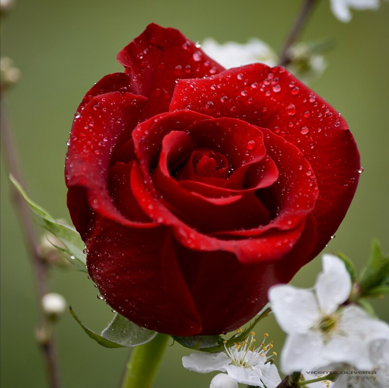 Red Rose with Water Droplets — Serene, Spring
