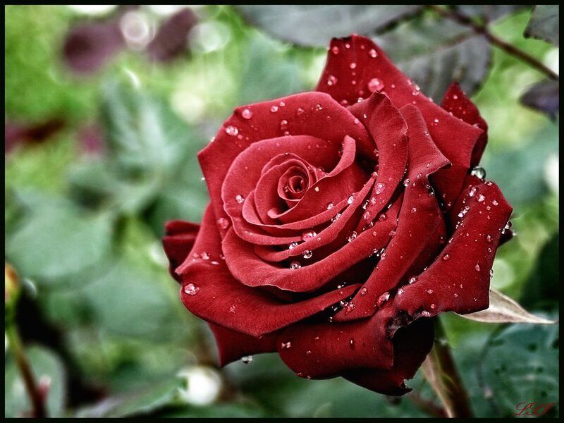 Red Rose with Water Droplets — Serene, Stem