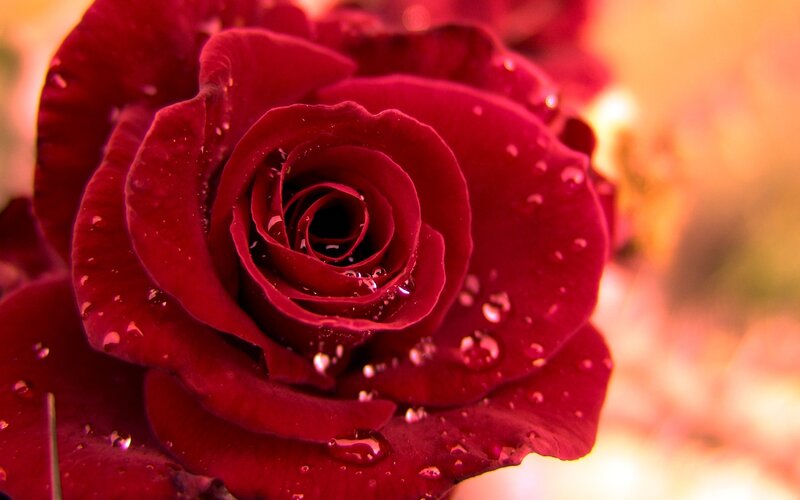 Red Rose with Water Droplets — Serene, Sunset, Photograph