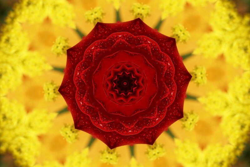 Red Rose with Water Droplets — Symmetrical