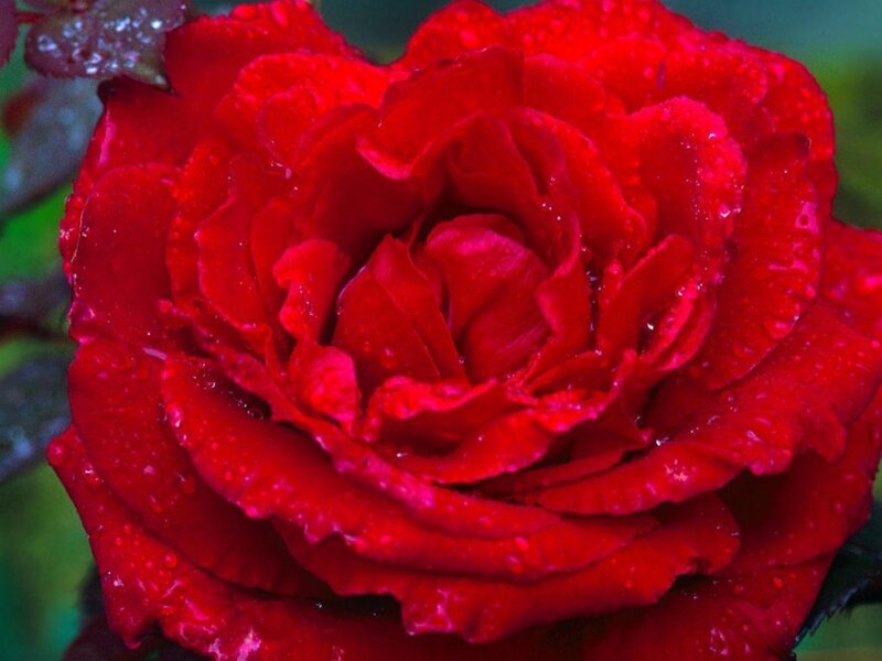 Red Rose with Water Droplets — Vibrant, Green Leaves