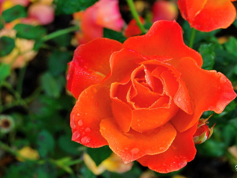 Red Rose with Water Droplets — Vibrant, Morning