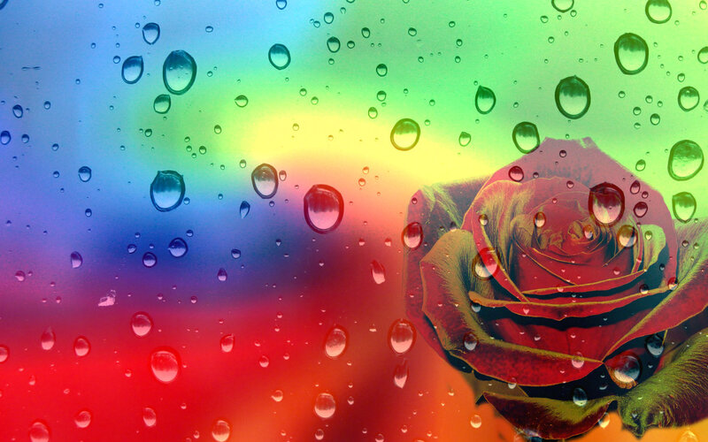 Red Rose with Water Droplets — Vibrant, Photograph, Raindrops