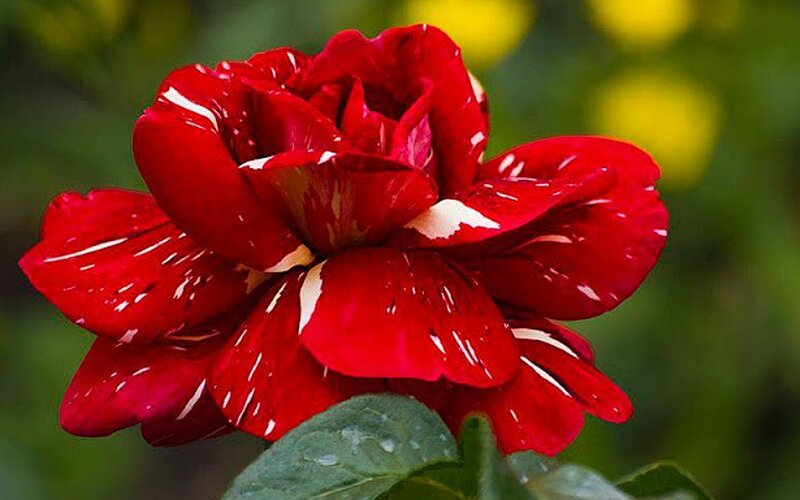 Red Rose with Water Droplets — Vibrant, Photograph