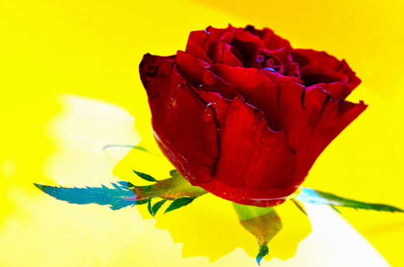 Red Rose with Water Droplets — Vibrant