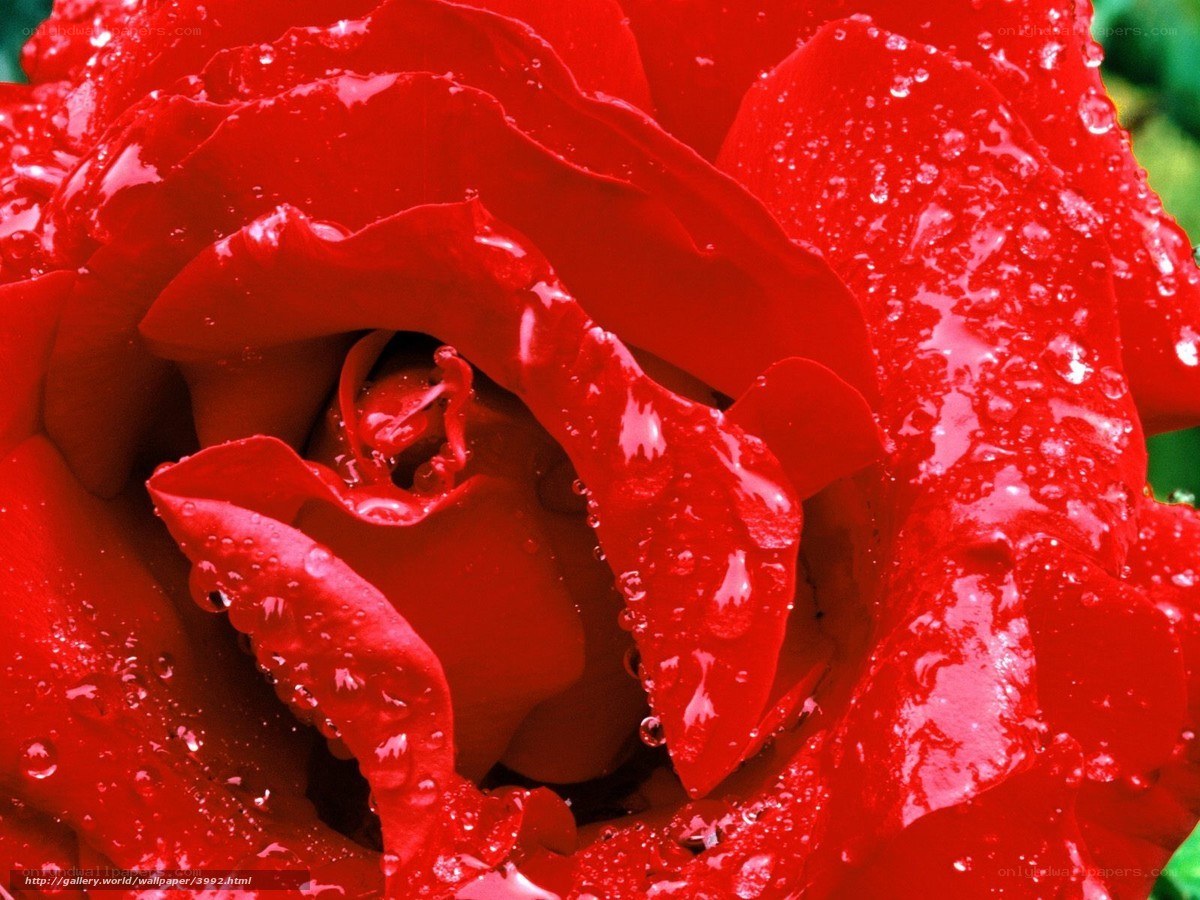 Red rose with water droplets