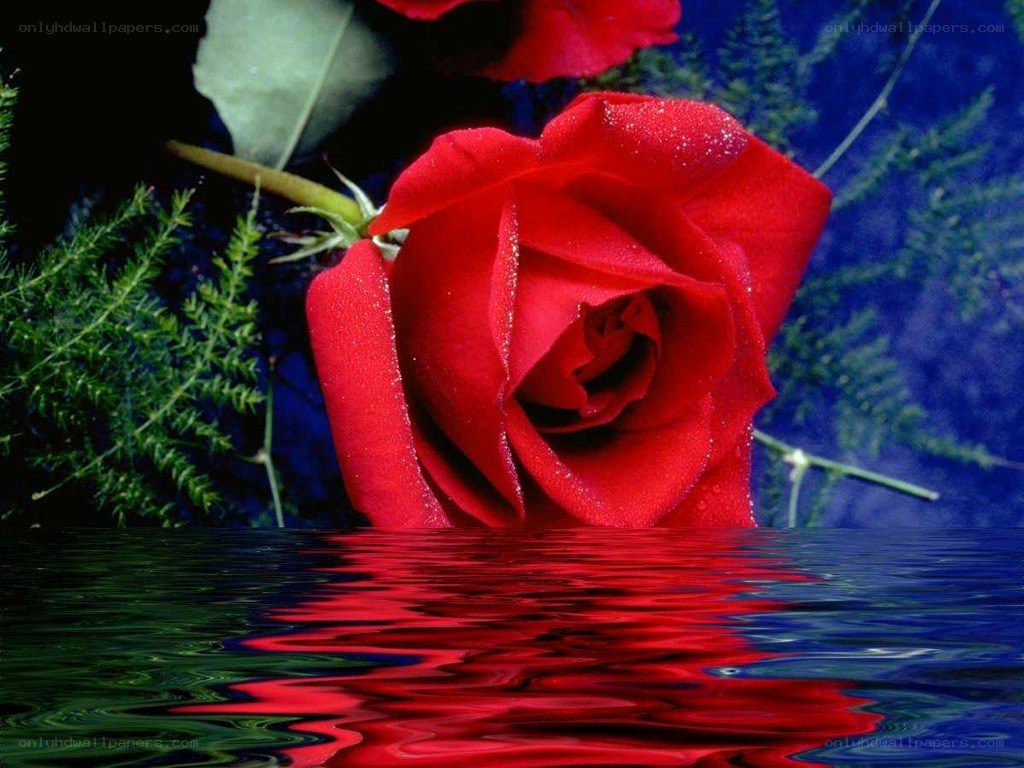 Red rose with water reflection