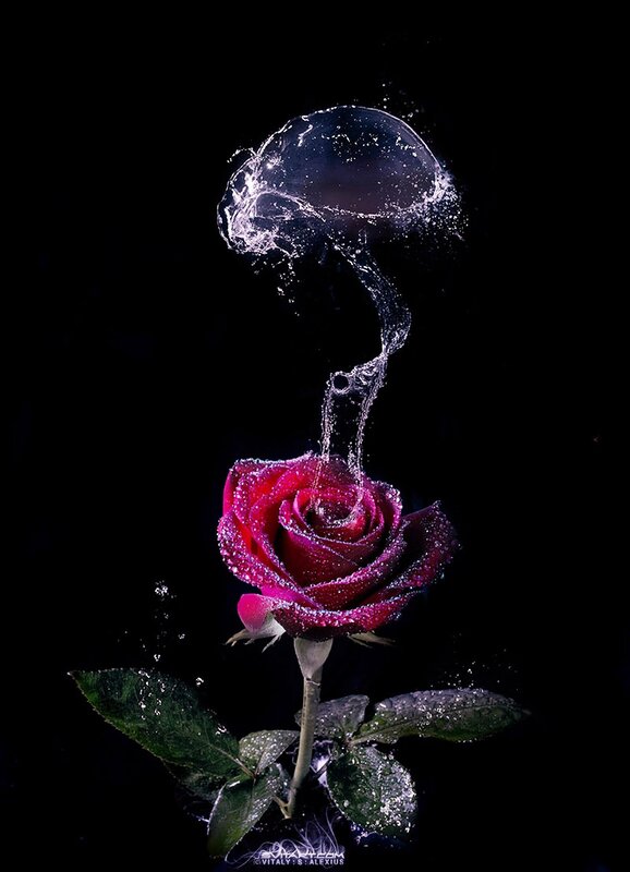 Red Rose with Water Splash
