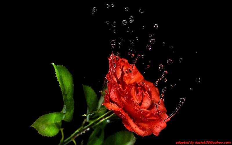 Red Rose with Water Splashes — Dramatic