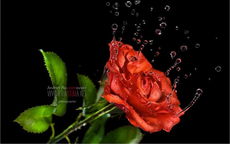 Red Rose with Water Splashes