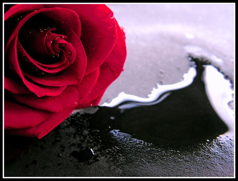 Red Rose with Water