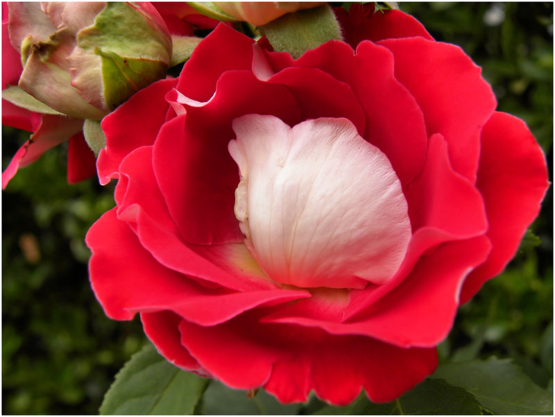 Red Rose with White Center