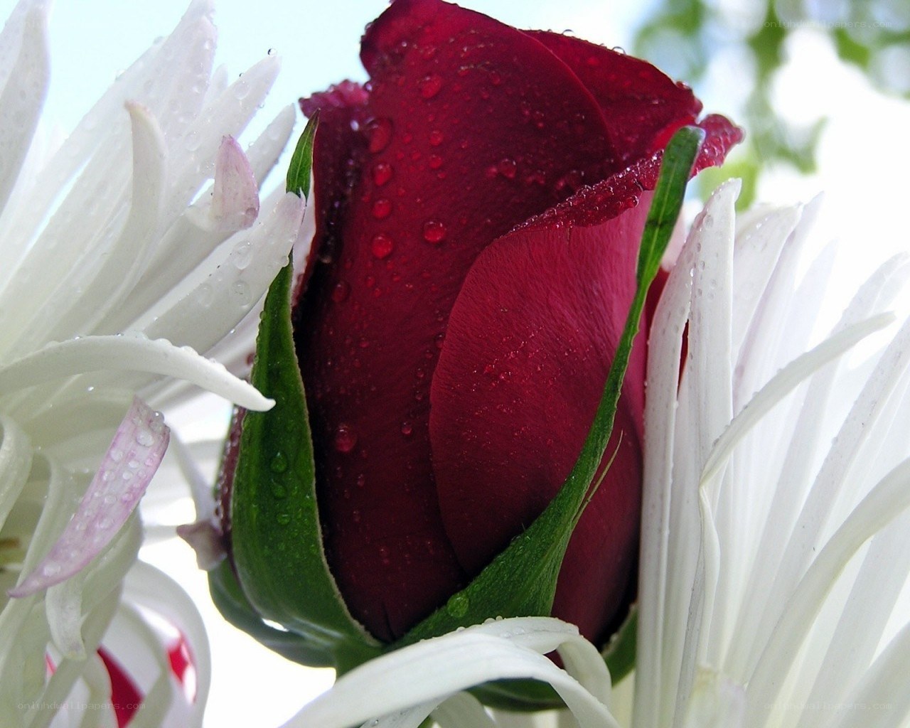 Red rose with white chrysanthemum