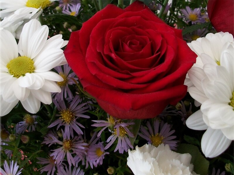 Red rose with white daisies