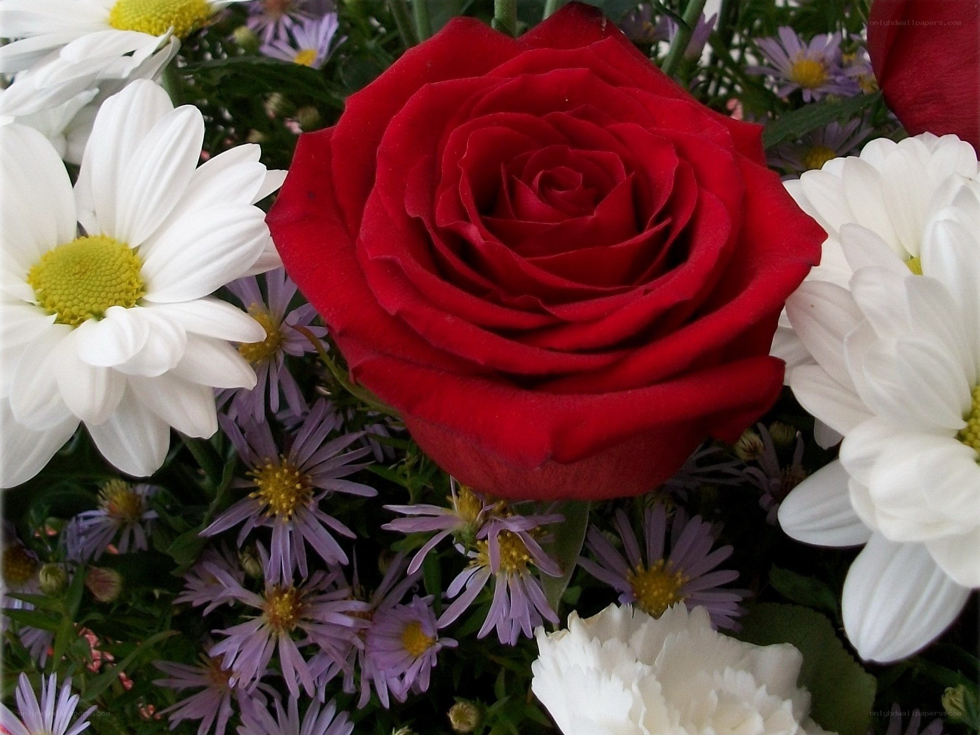 Red rose with white daisies