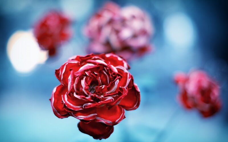 Red Rose with White Edges — Serene