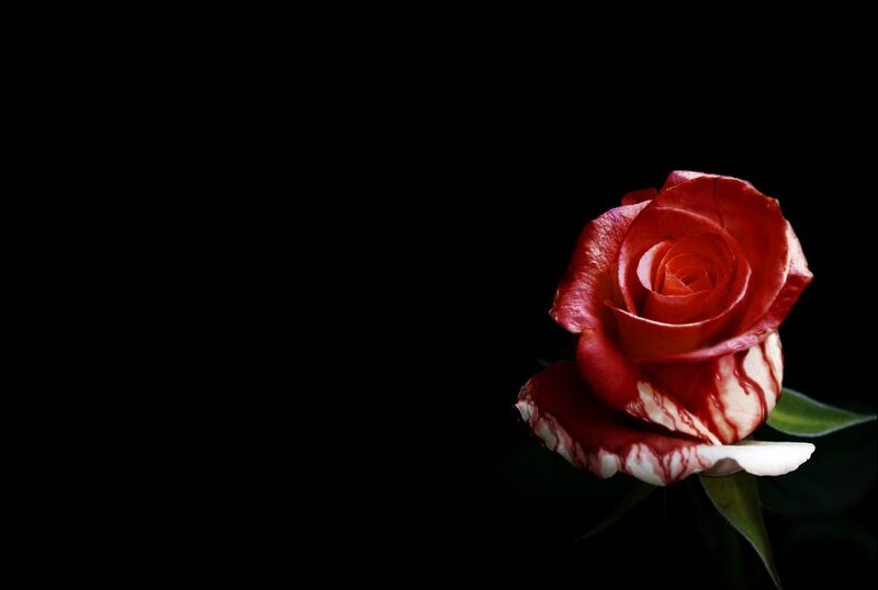 Red Rose with White Edges