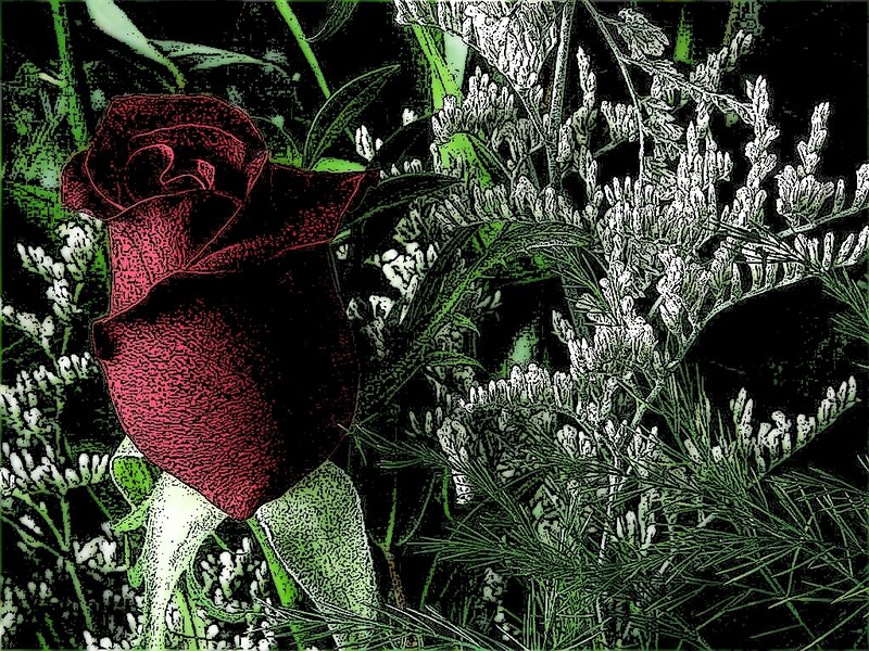 Red rose with white flowers