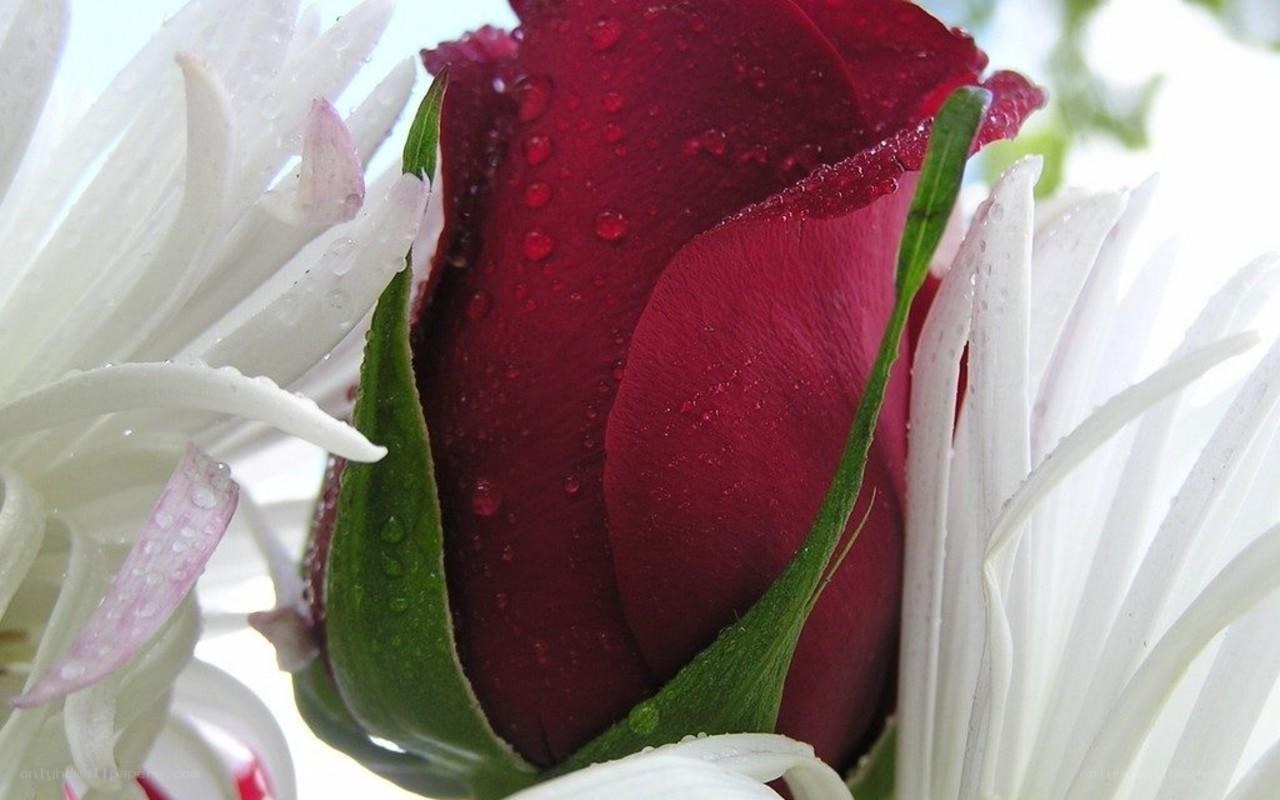 red rose with white flowers
