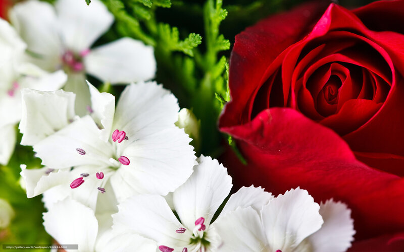 Red rose with white flowers