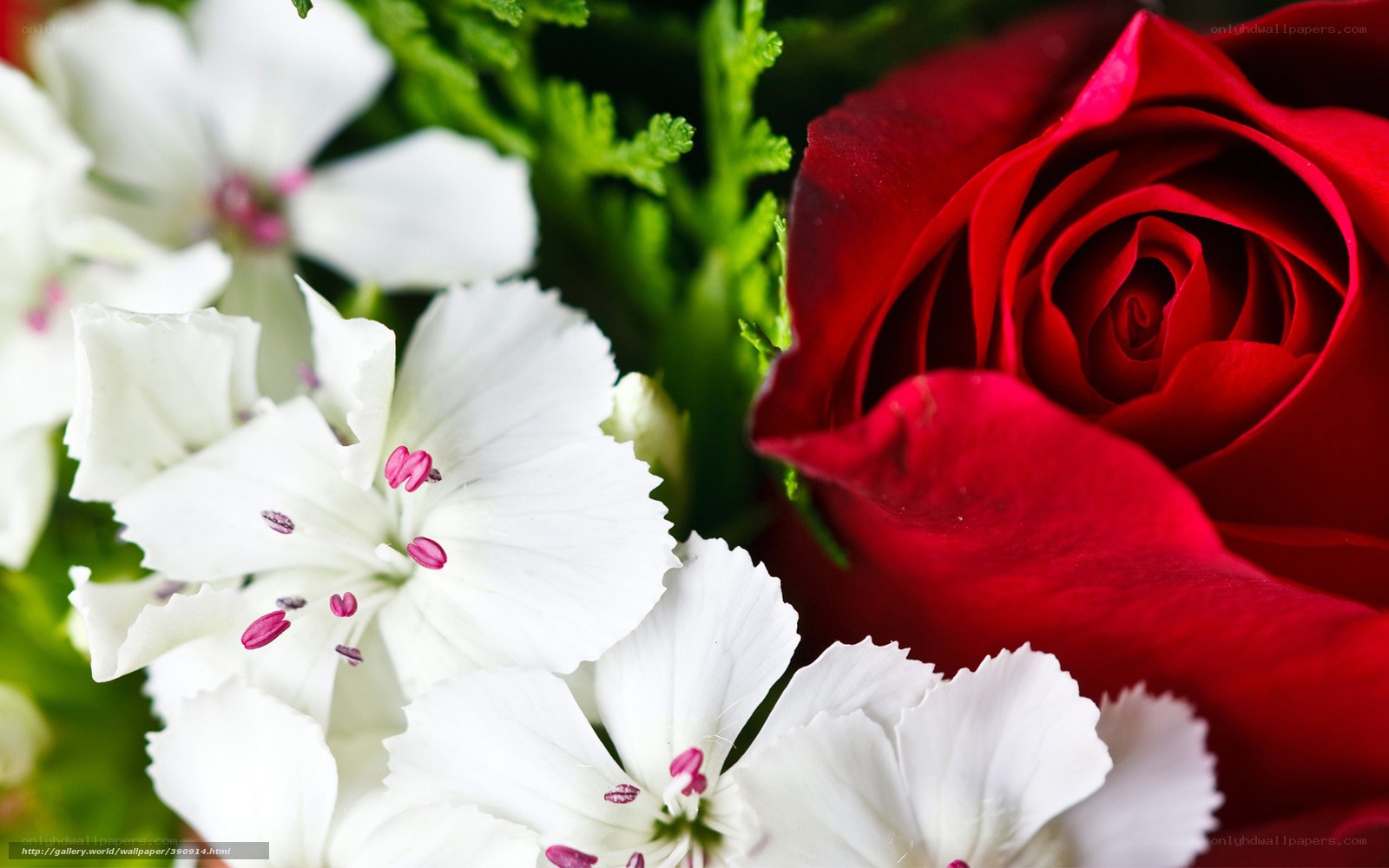 Red rose with white flowers
