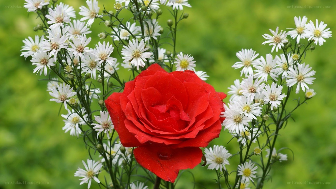 Red rose with white flowers